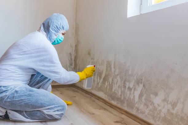Certified Mold Removal in Fifth Street, TX