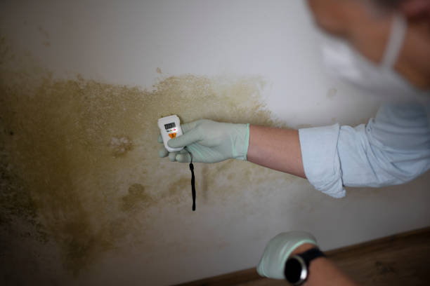 Home Mold Removal in Fifth Street, TX
